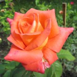 IMG_1075